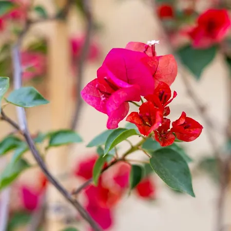 1br Townhouse Escape סליאמה