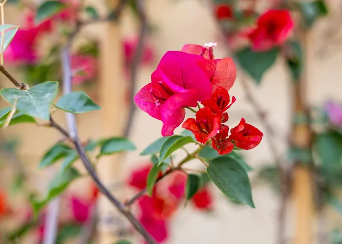 1br Townhouse Escape Слима